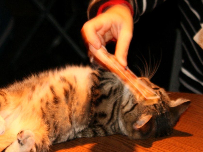 001-chingiss-a-jonagold