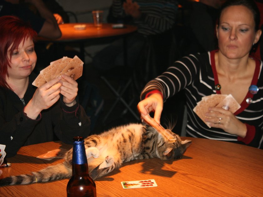 160-ultimate-smoking-cat